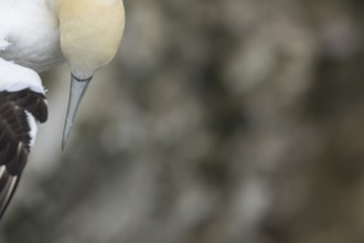 Northern gannet (Morus bassanus) adult sea bird in flight, England, United Kingdom