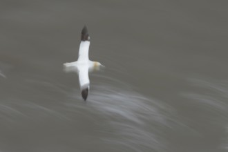Northern gannet (Morus bassanus) adult sea bird in flight over the sea slow motion blur image,