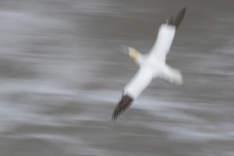 Northern gannet (Morus bassanus) adult sea bird in flight over the sea slow motion blur image,