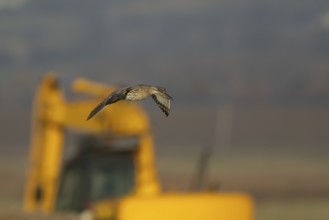 Eurasin curlew (Numenius arquata) adult wader bird in flight with a piece of farm equipment in the
