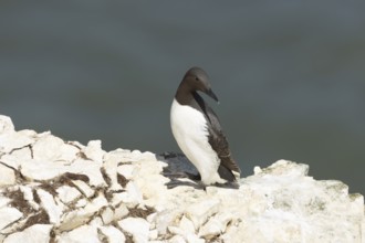 Guillemot (Uria aalge) adult bird on a cliff ledge, England, United Kingdom