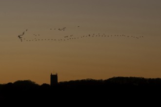 Pink-footed goose (Anser brachyrhynchus) adult geese birds flying in a flock or skein at sunset