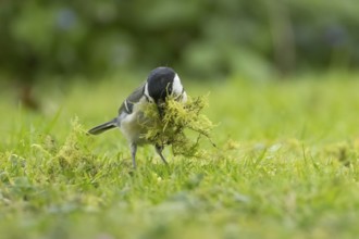 Great tit (Parus major) adult bird collecting moss for nesting material from a garden lawn in