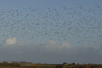 Golden plover (Pluvialis apricaria) adult wader birds in a flock in flight, England, United Kingdom