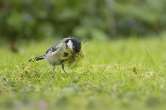 Great tit (Parus major) adult bird collecting moss for nesting material from a garden lawn in
