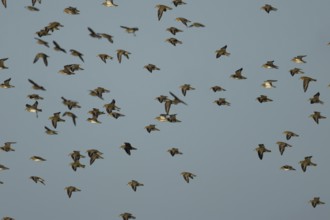Golden plover (Pluvialis apricaria) adult wader birds in a flock in flight, England, United Kingdom