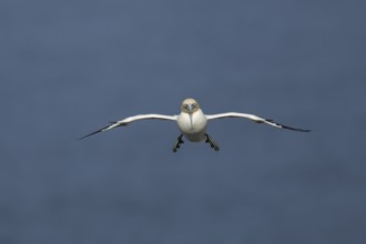 Northern gannet (Morus bassanus) adult sea bird in flight, England, United Kingdom