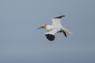 Northern gannet (Morus bassanus) adult sea bird in flight, England, United Kingdom