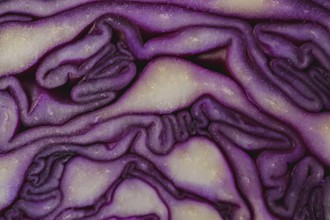 Close-up macro detail of an isolated purple cabbage or red cabbage
