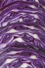 Close-up macro detail of an isolated purple cabbage or red cabbage