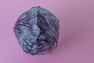 Purple cabbage or red cabbage isolated on a pink background