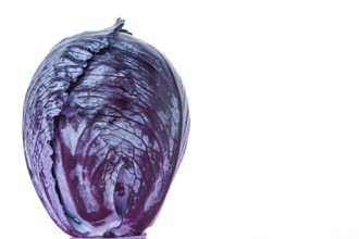 Purple cabbage or red cabbage isolated on white background