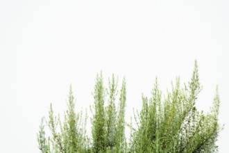 Fresh rosemary branches growing against a clean white wall, creating a simple yet elegant natural