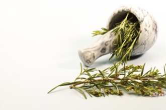 Fresh rosemary herb sprigs with flowers spilling from a marble mortar and pestle, ready for