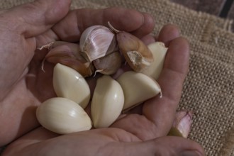 Whole and peeled garlic on wooden board and white background