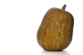 Close-up of pumpkin isolated on white background