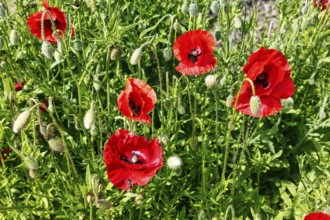 Corn poppy (papaver), Celle medicinal plant garden, show garden for medicinal plants, park, Expo
