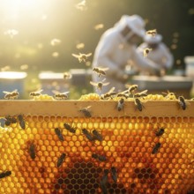 A close-up of a honeycomb frame bustling with honeybees, with a blurred beekeeper and beehive in