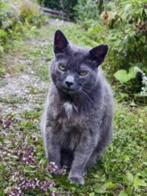 Grey cat sits attentively on green garden ground, surrounded by plants and flowers Lower Austria