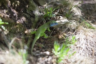 Green lizard with blue head on forest floor, surrounded by grasses and sunlight Lower Austria