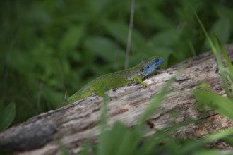 Green lizard with blue head resting on a tree trunk, surrounded by dense plants Lower Austria