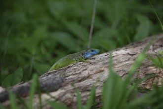 Green lizard with blue head on a tree trunk in a natural environment Lower Austria Austria