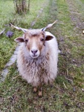 Fluffy sheep with horns stands curiously on a green meadow Lower Austria Austria