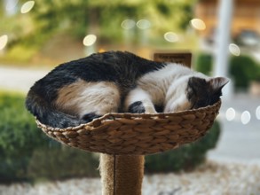 Sleeping cat in a woven basket, surrounded by a calming interior atmosphere Lower Austria Austria