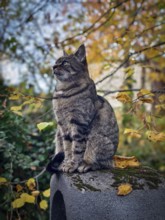 Tabby grey cat sitting in autumn leaves on a stone pedestal, surrounded by colourful foliage Lower