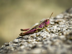 Macro shot of a pink grasshopper sitting on a stone in the sun Vienna Woods Lower Austria Austria
