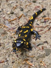 Bird's eye view of a fire salamander on rough ground with scattered leaves Vienna Woods Lower