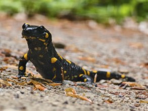 A fire salamander crawls on a ground covered with leaves through nature Vienna Woods Lower Austria