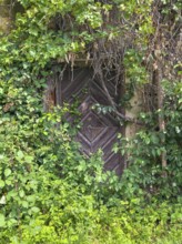 Old wooden door, surrounded by dense greenery and ivy that almost cover it Styria Austria