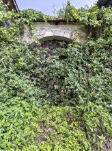 Hidden stone Tor tor overgrown with dense ivy and plants Styria Austria