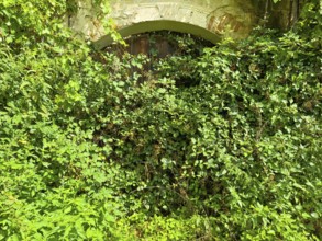 Green overgrowth of plants along an old stone wall outdoors Styria Austria