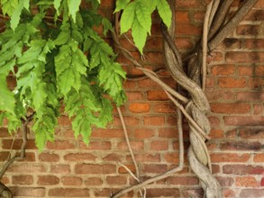 Climbing plant winds its way over a brick wall Graz Styria Austria