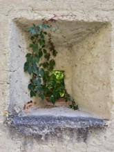 A small opening in a stone wall, framed by climbing plants that let in light Riegersburgs Styria