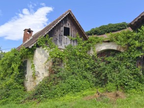 Abandoned country house overgrown with ivy, under a blue sky with an old roof Styria Austria