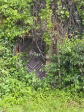 Wooden door overgrown with ivy in a lush natural setting Styria Austria