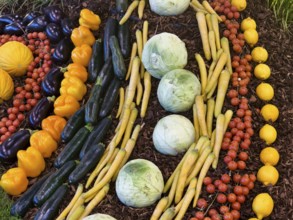 Various vegetables lovingly arranged in a colourful composition Lower Austria Austria