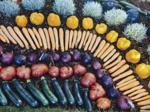 Attractively arranged vegetable show with a variety of shapes and colours Lower Austria Austria