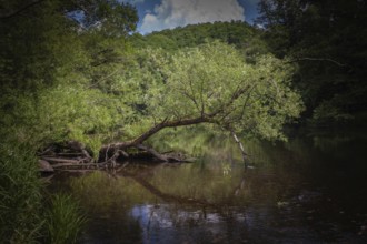 Bent tree towers over calm river, surrounded by dense forest Hardegg Thayatal Lower Austria Austria