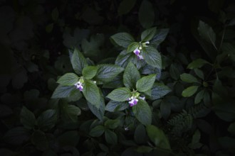 Pink flowers and leaves in the dark forest strobilanthes crispa Otter heads Schiefteller