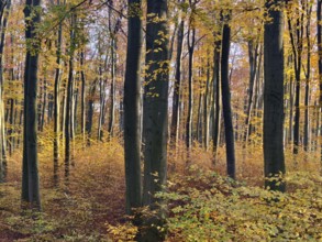 Trees in an autumnal forest with golden leaves Waldviertel Lower Austria Austria
