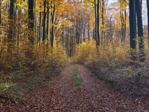 A forest path lined with autumnal trees Waldviertel Lower Austria Austria