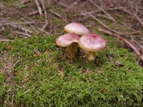 Three brown mushrooms on a mossy tree stump Waldviertel Lower Austria Austria