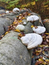 White mushrooms on a tree trunk with autumn leaves Waldviertel Lower Austria Austria