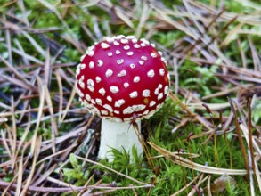 Red fly agaric on mossy forest soil Waldviertel Lower Austria Austria