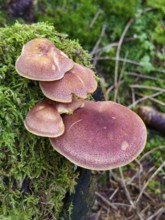 Brown mushrooms growing on moss-covered wood Waldviertel Lower Austria Austria