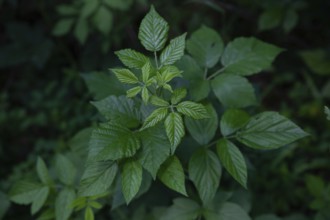 Close-up of green leaves in the forest Blackberry leaves Waldviertel Lower Austria Austria